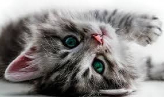 Informacja dla opiekunów społecznych kotów wolno żyjących