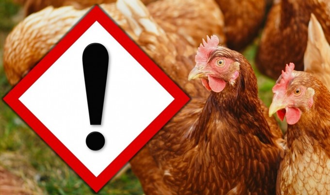 UWAGA ZJADLIWA GRYPA PTAKÓW (HPAI)