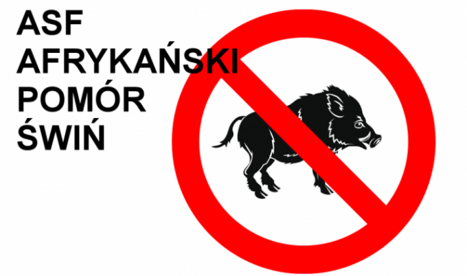 Jak postępować w przypadku znalezienia padłego dzika– zagrożenie ASF!