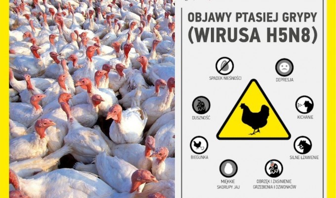 Pierwsze ognisko wysoce zjadliwej grypy ptaków podtypu H5N8